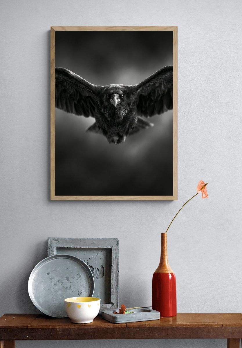 Raven in Flight Photography Poster. — room view 3