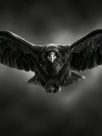 Raven in Flight Photography Poster. poster