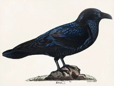 Raven Illustration Poster. poster print