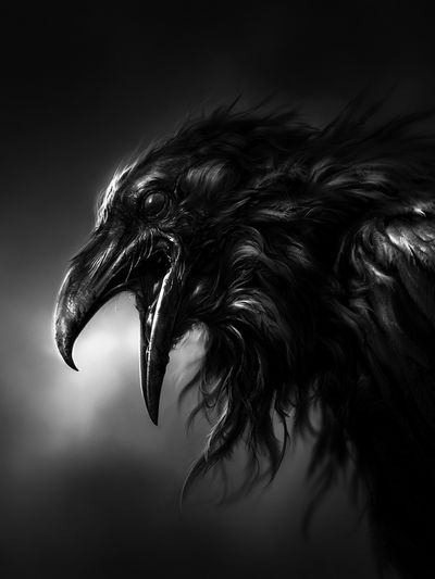 Raven Portrait Black-White Print.