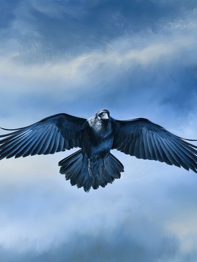Soaring Raven Sky Poster.