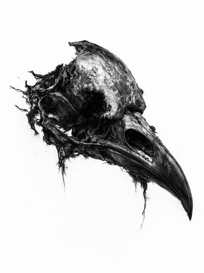 Raven Skull Black-White Print. poster
