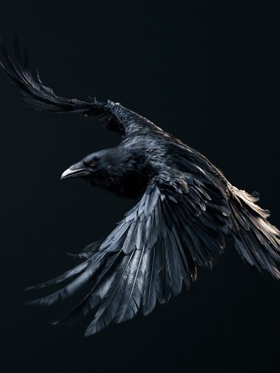 Black Raven in Flight Poster.