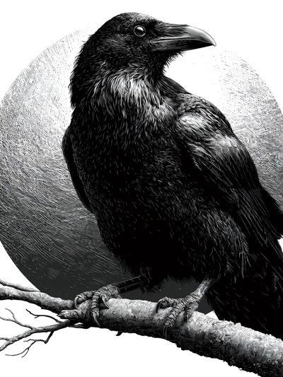 Raven on Branch Black-White Print.