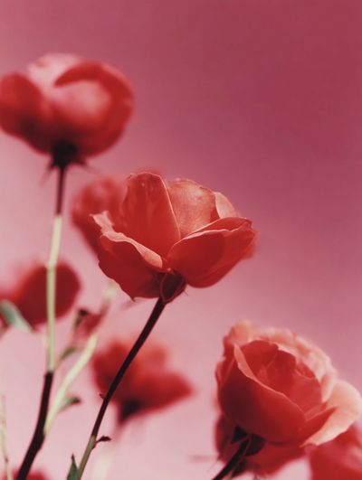 Roses on Pink Background Poster. poster