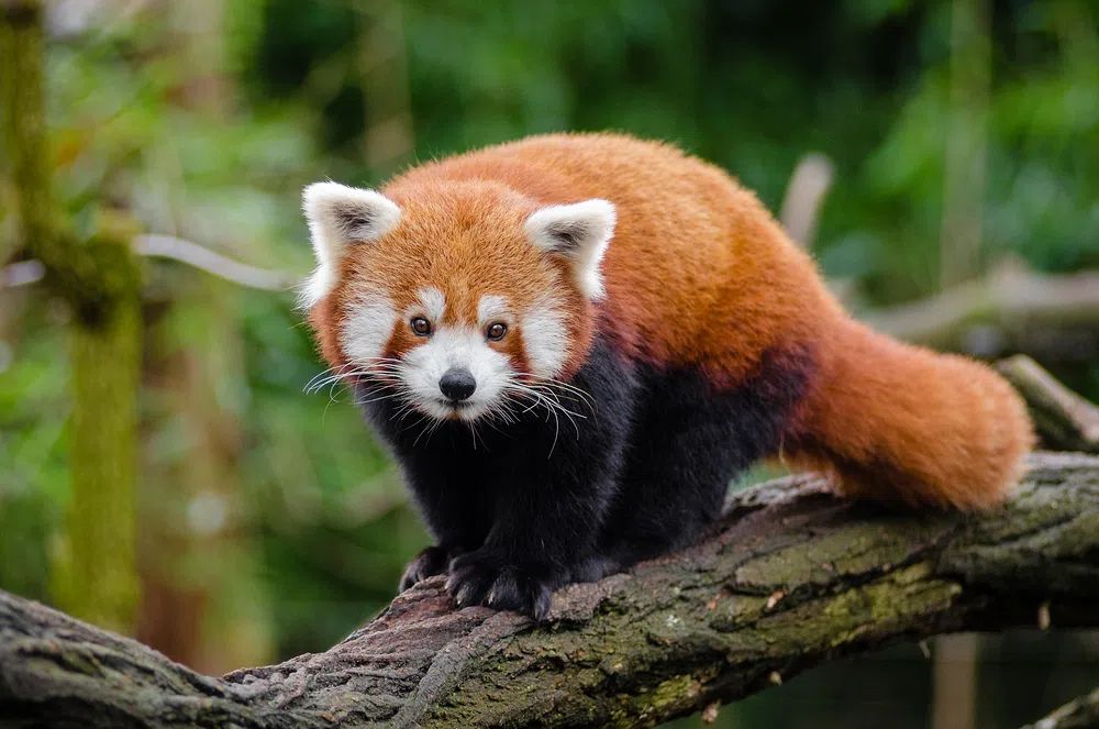Red Panda on Tree Branch — Animal Photography Poster. poster detail