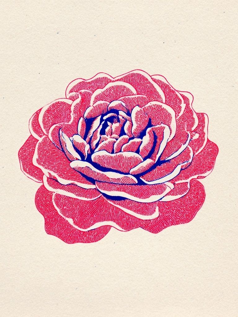 Rose Illustration Poster. poster — botanical art