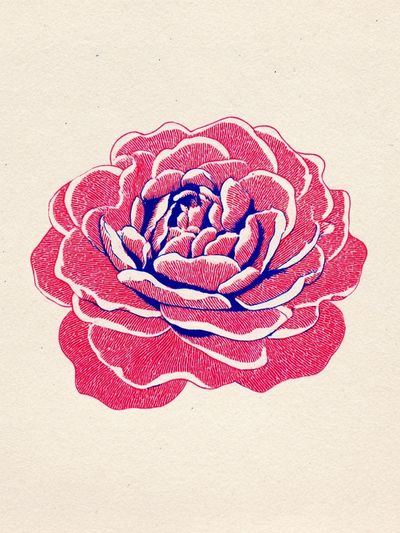 Rose Illustration Poster. poster print