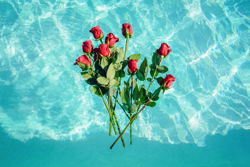 Roses in Pool — Photography Print. poster detail