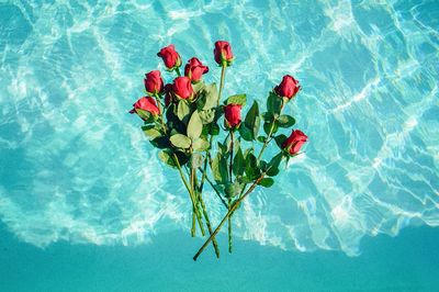Roses in Pool — Photography Print. poster