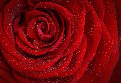 Free red rose image, public.