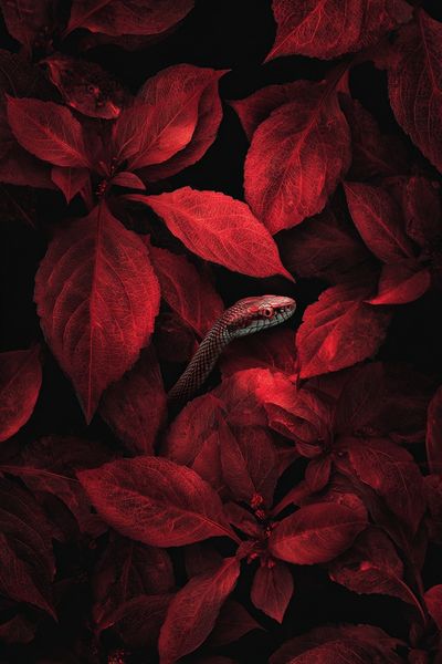 Red Snake Among Leaves — Nature Print