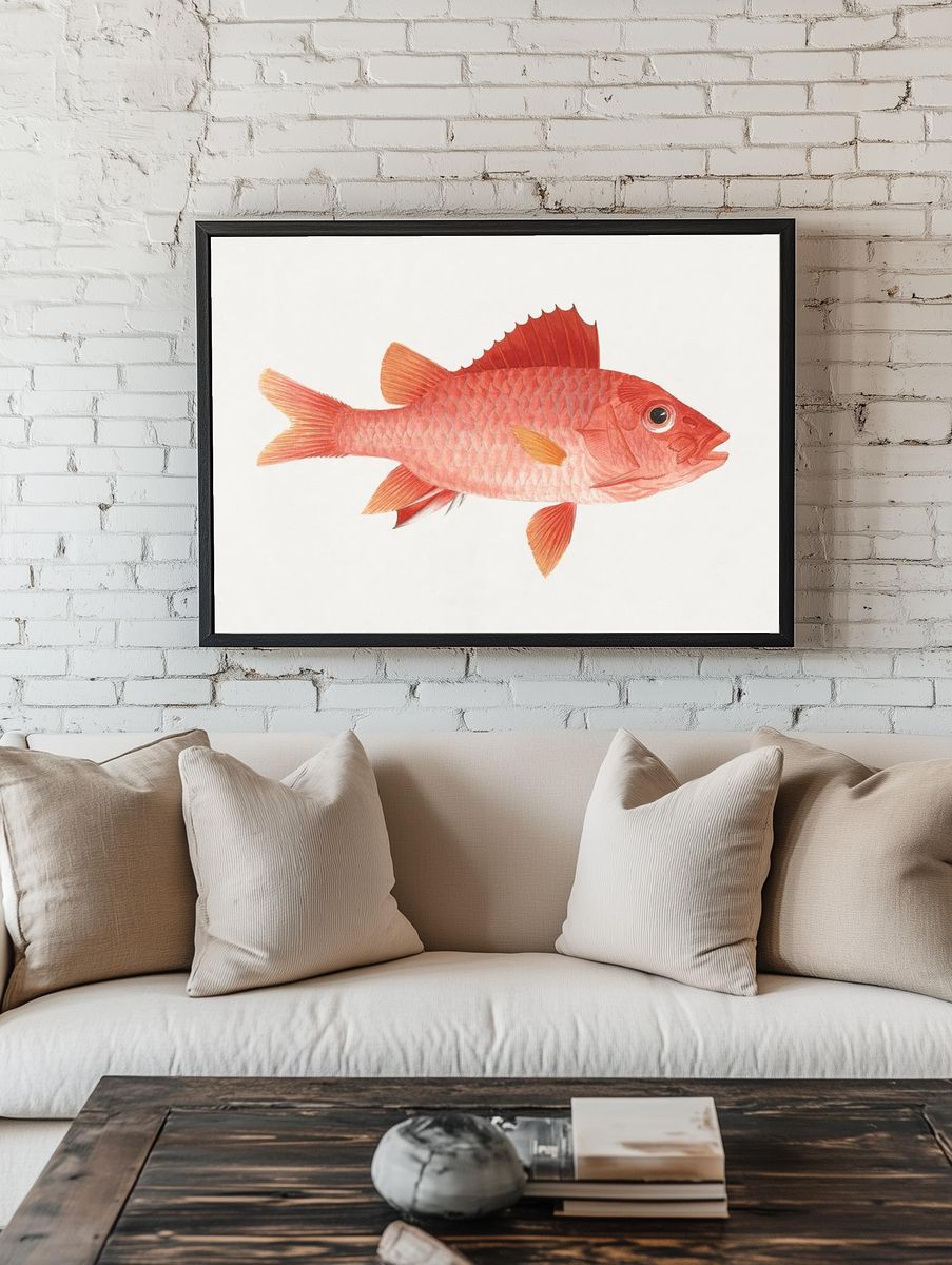 Red Snapper Watercolor Print. — room view 1