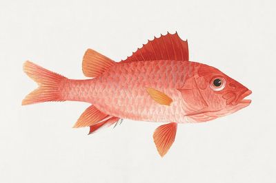 Red Snapper Watercolor Print. poster print