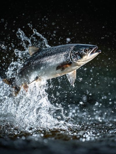 Leaping Salmon Photography Poster. poster