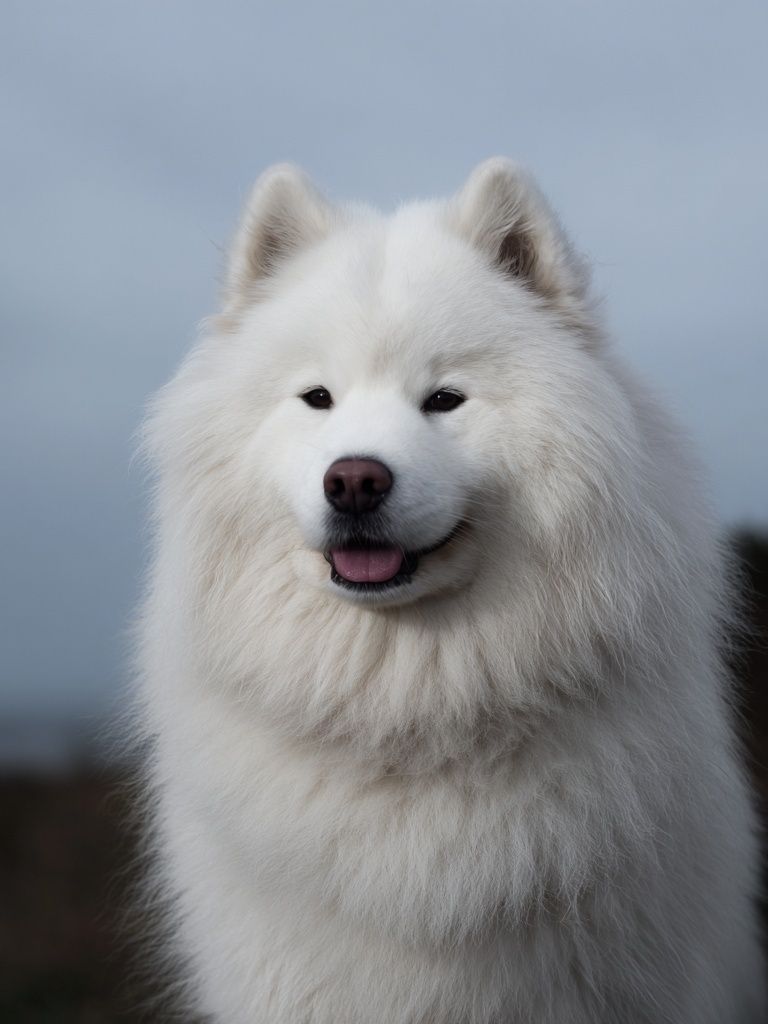 Samoyed Portrait Photography Poster. poster detail