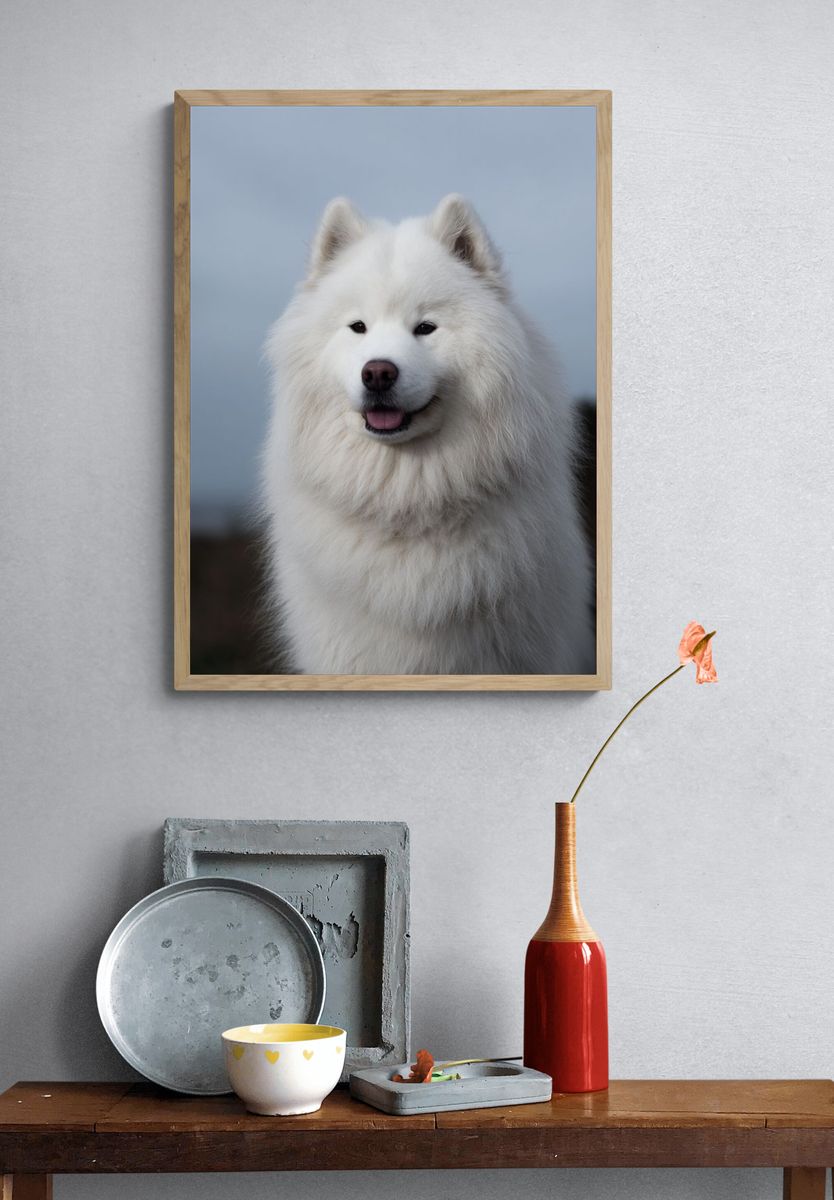 Samoyed Portrait Photography Poster. — room view 3