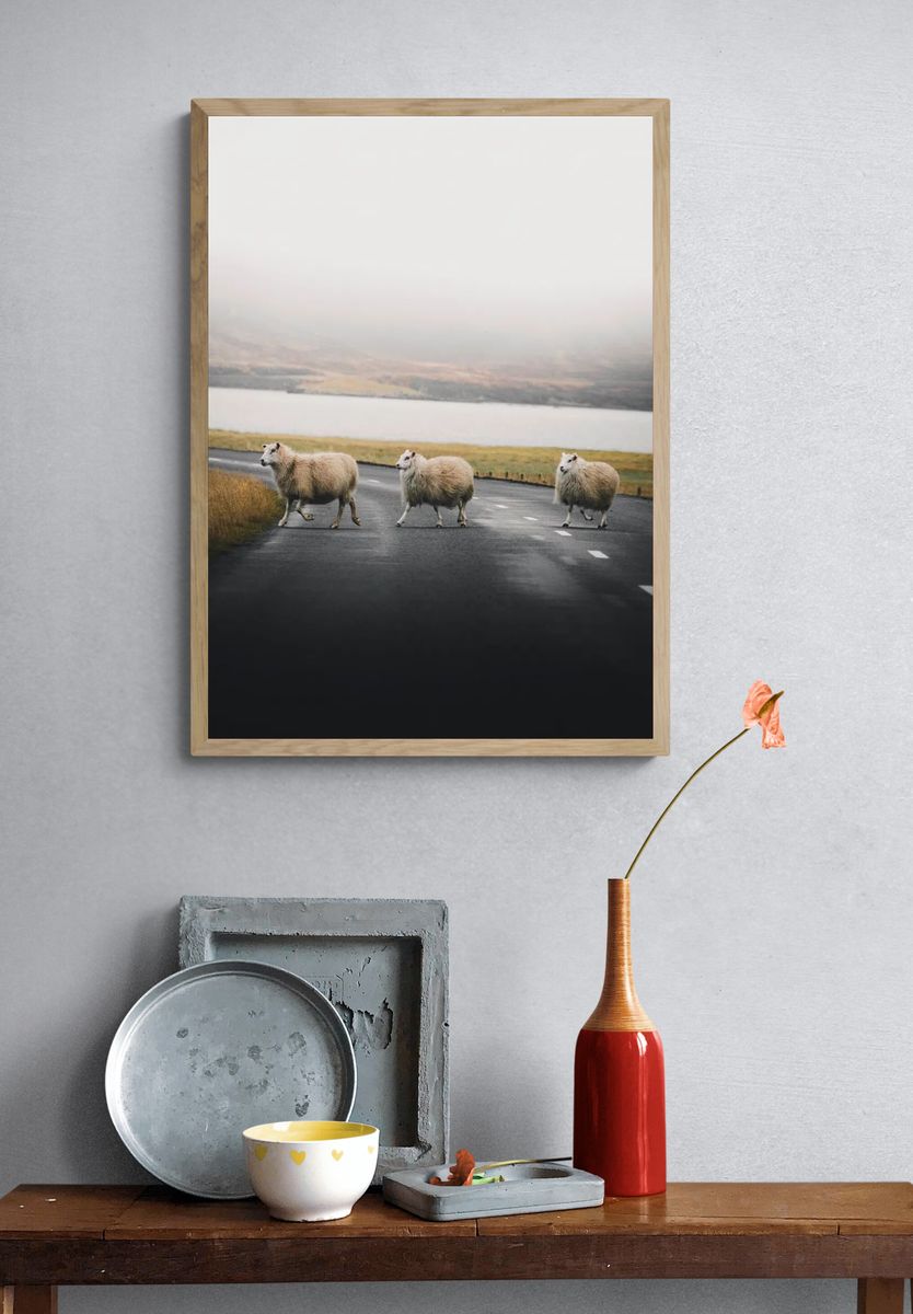 Sheep Crossing — Nature Photography Poster. — room view 3