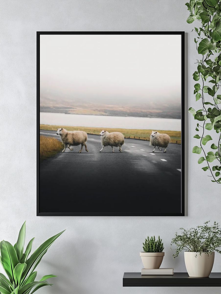 Sheep Crossing — Nature Photography Poster. — room view 4