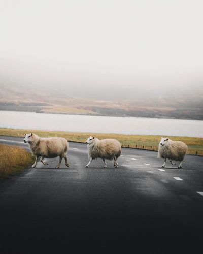 Sheep Crossing — Nature Photography Poster. poster