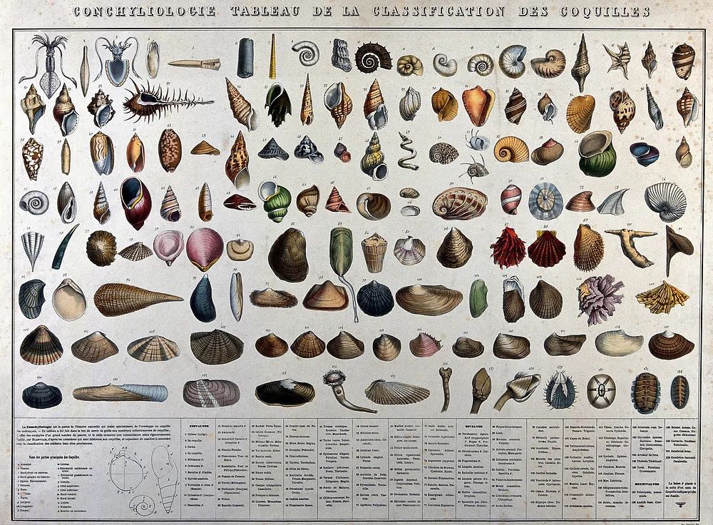 Shell Classification Poster. poster — nature art