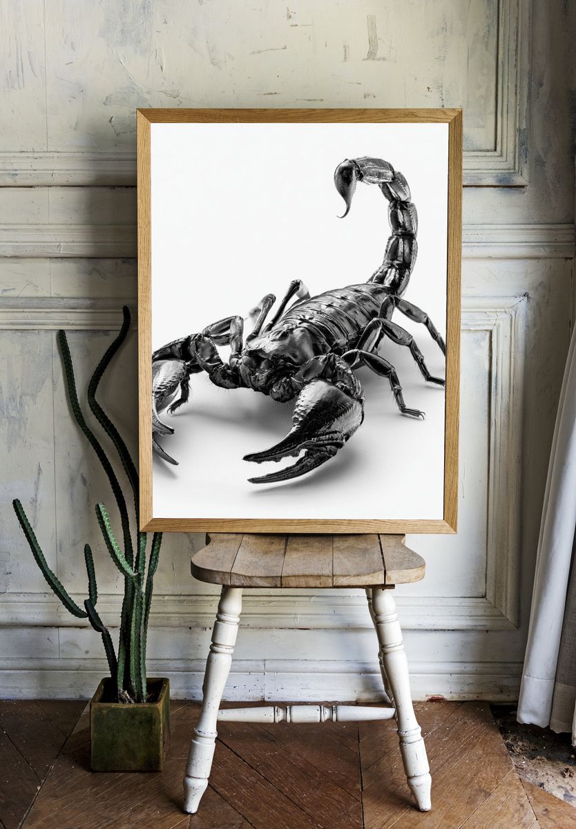 Black Scorpion Photography Poster. — room view 1