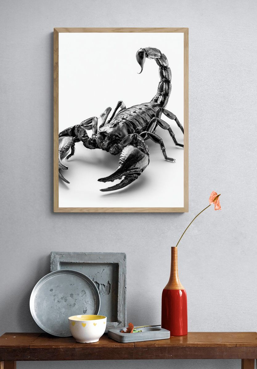 Black Scorpion Photography Poster. — room view 3