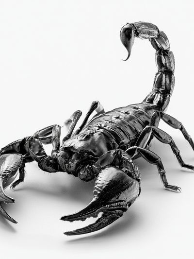 Black Scorpion Photography Poster.