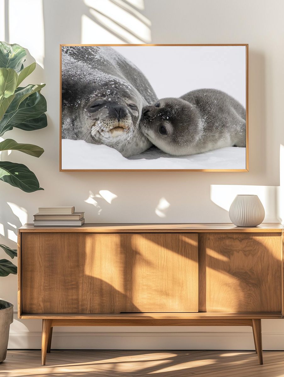 Adorable Seals — Wildlife Photography Print. — room view 3