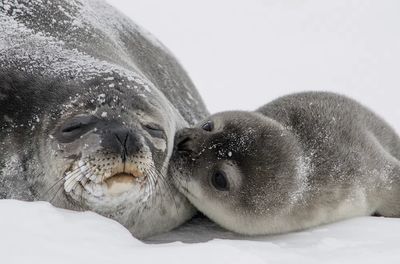 Adorable Seals — Wildlife Photography Print. poster print