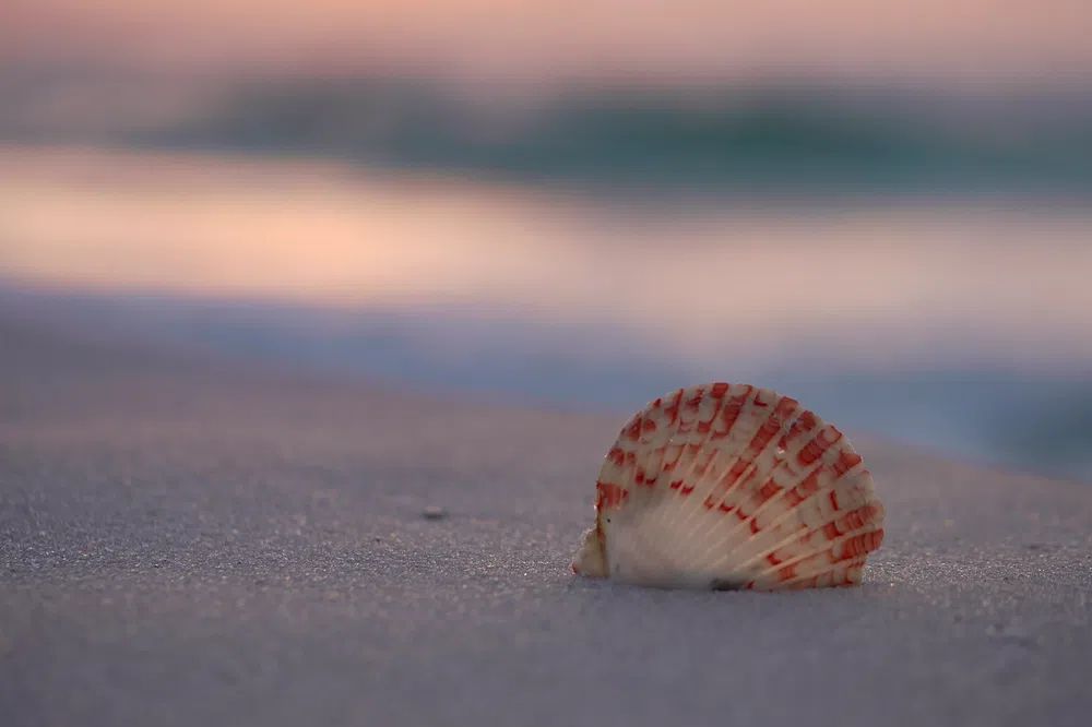 Seashell on the Beach — Photography Print. poster detail
