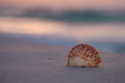 Seashell on the Beach — Photography Print. poster