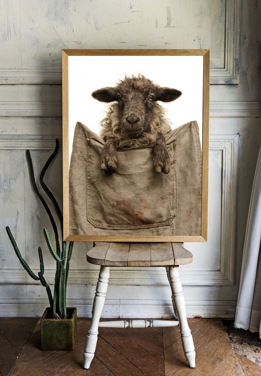 Sheep Portrait Photography Poster. — room view 1