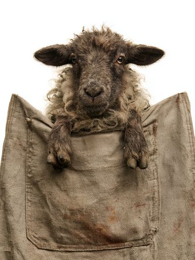 Sheep Portrait Photography Poster.