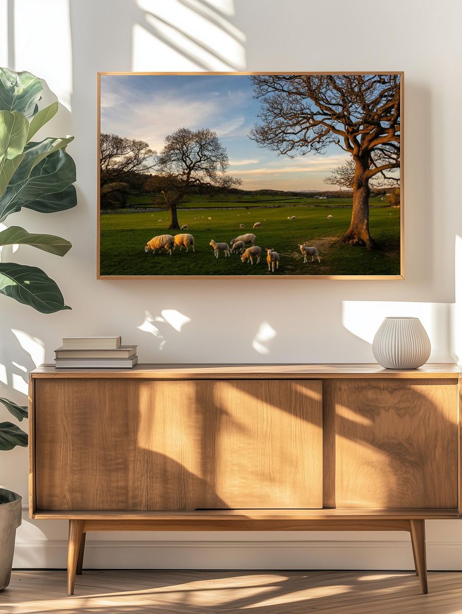 Sheep Grazing at Sunset Poster. — room view 3