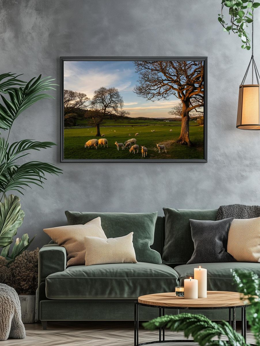 Sheep Grazing at Sunset Poster. — room view 4