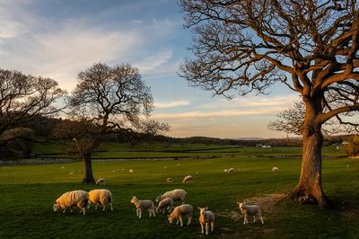 Sheep Grazing at Sunset Poster. poster