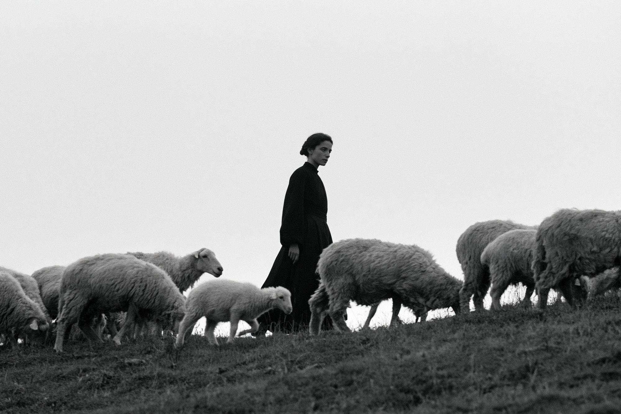 Shepherd and Sheep Black-White Poster. poster — animals art