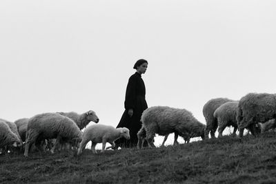 Shepherd and Sheep Black-White Poster.