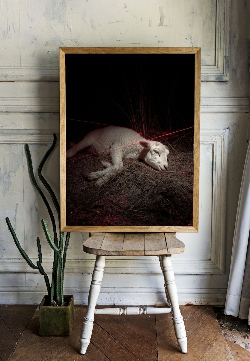 Resting Sheep — Contemporary Photography Print. — room view 1