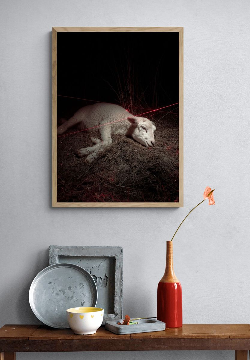 Resting Sheep — Contemporary Photography Print. — room view 3