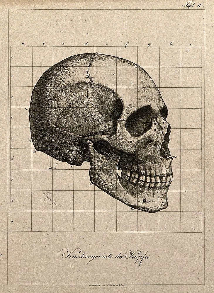 Human Skull Anatomy Poster. poster detail