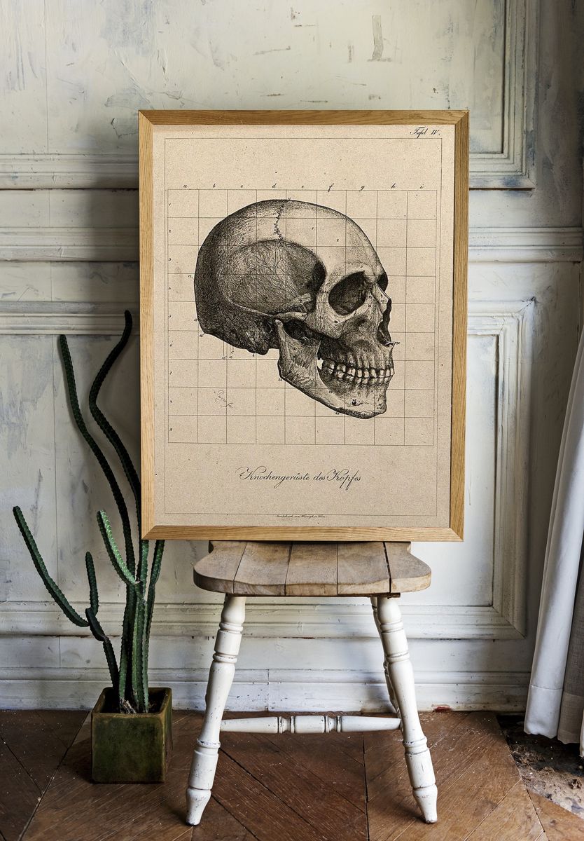 Human Skull Anatomy Poster. — room view 1