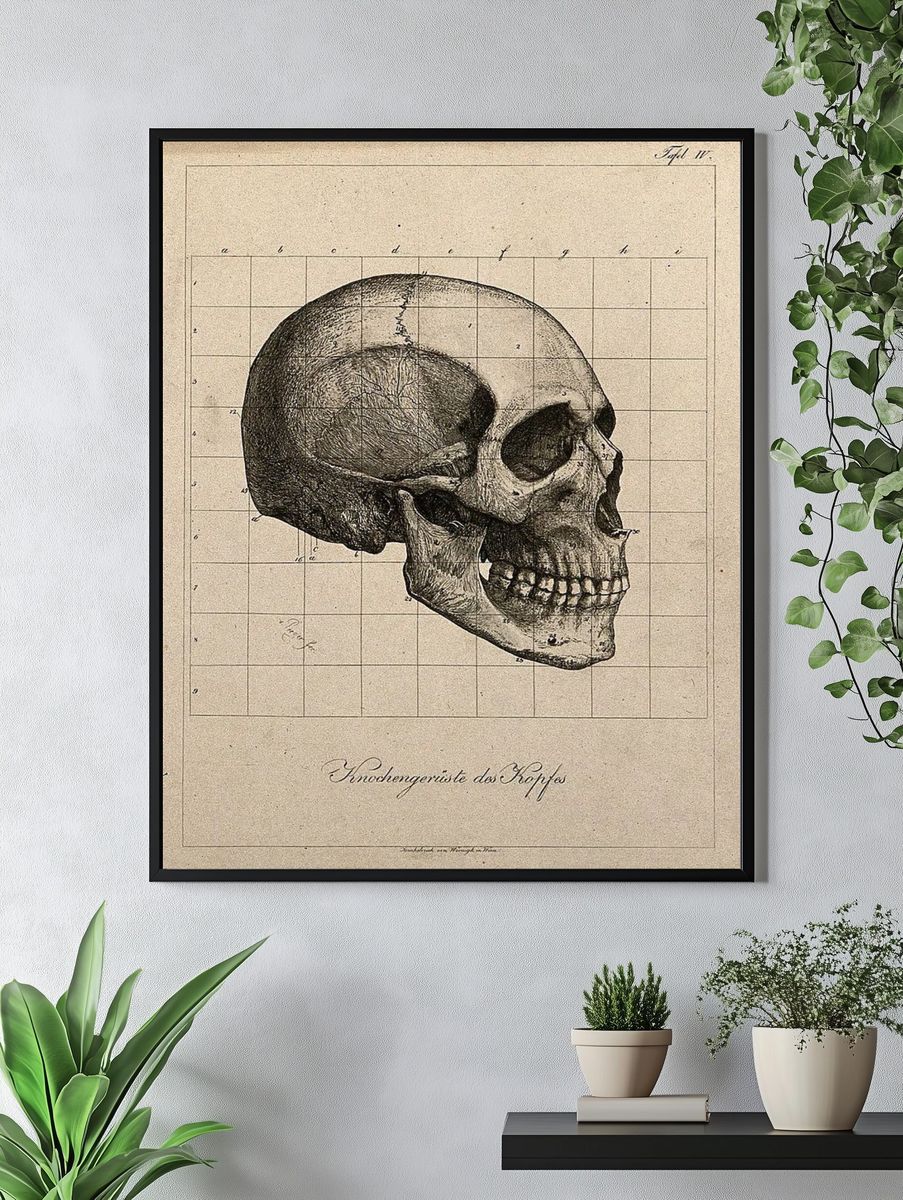 Human Skull Anatomy Poster. — room view 4