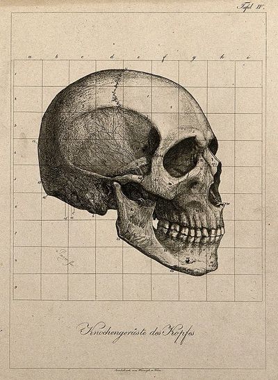 Human Skull Anatomy Poster. poster print
