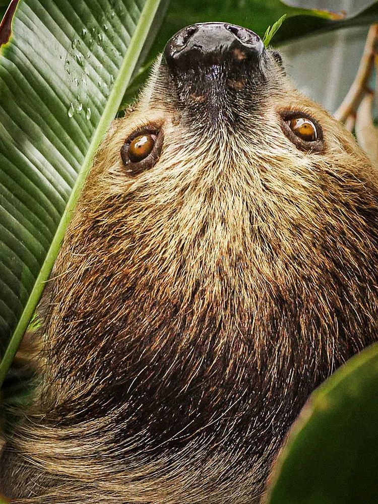 Two-toed Sloth by Stan Bysshe — Art Print. poster detail