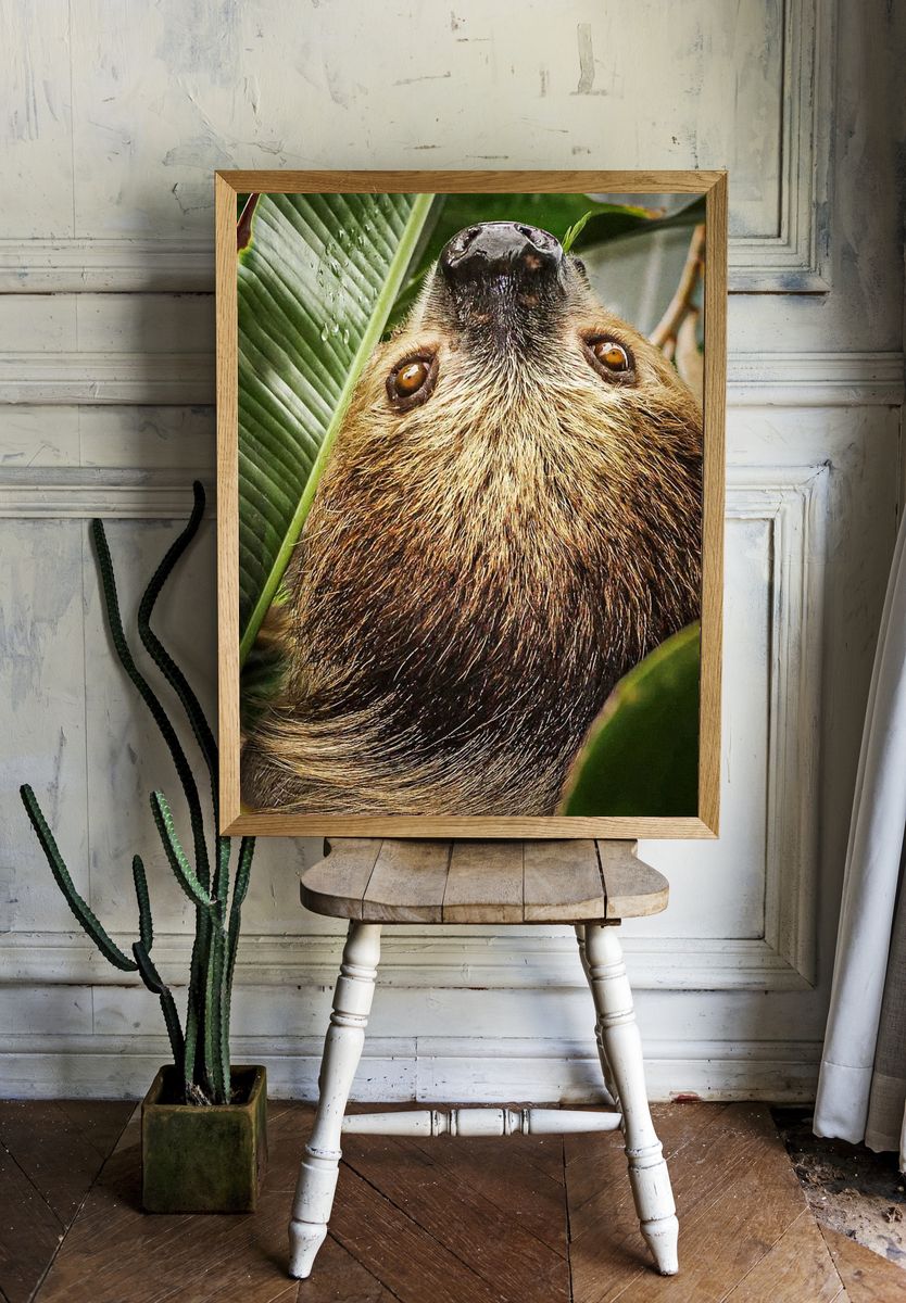 Two-toed Sloth by Stan Bysshe — Art Print. — room view 1