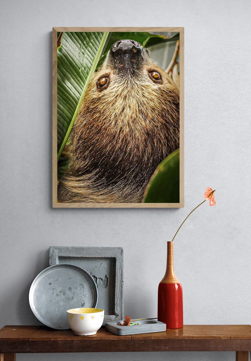 Two-toed Sloth by Stan Bysshe — Art Print. — room view 3
