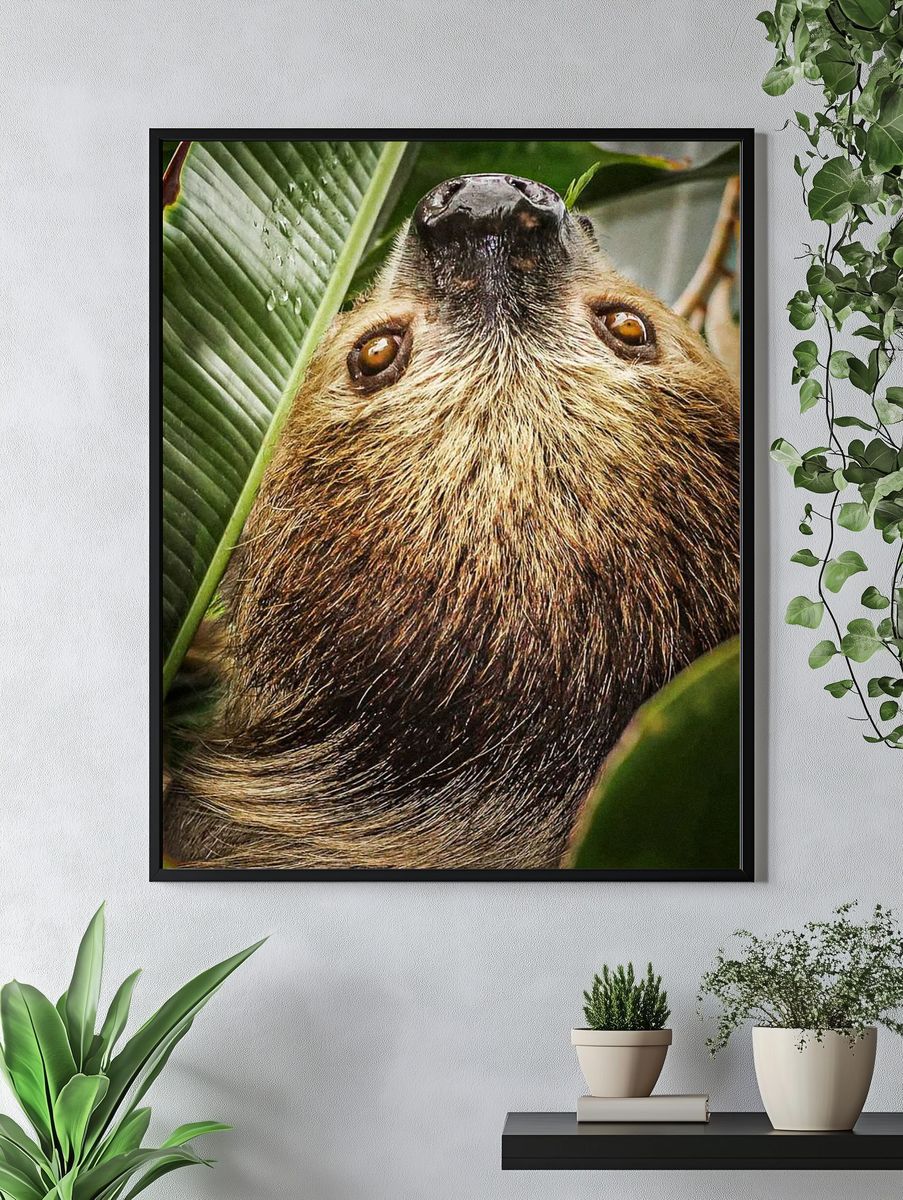 Two-toed Sloth by Stan Bysshe — Art Print. — room view 4