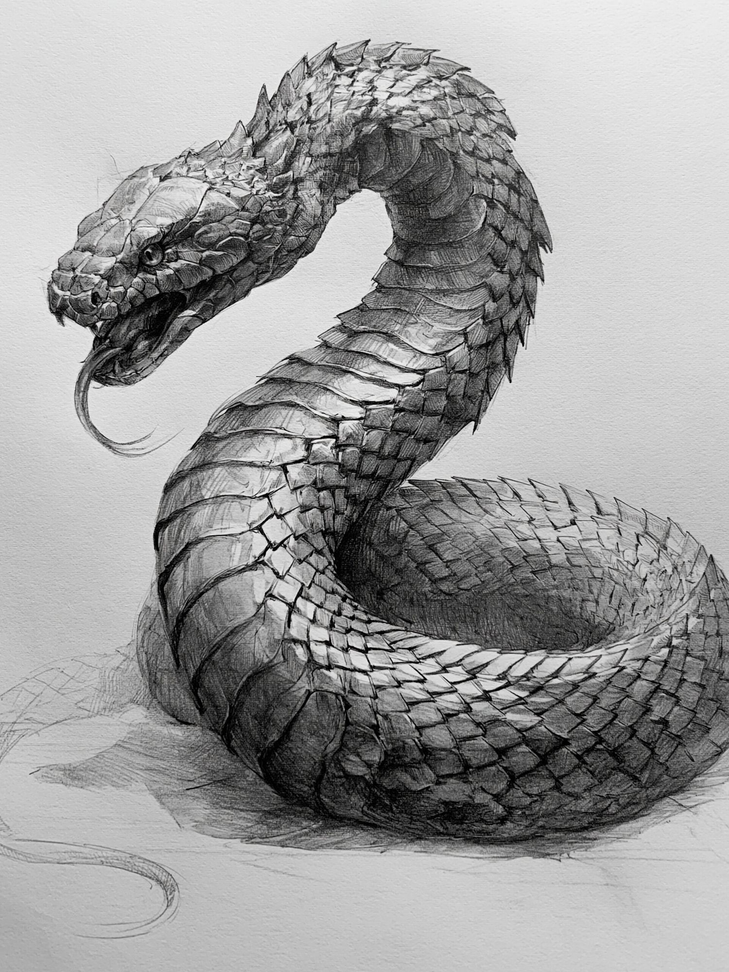 Coiled Snake Sketch Poster. poster detail